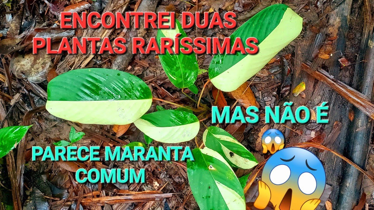 A planta mais rara do Brasil parte 02 #natureza #plants #garden