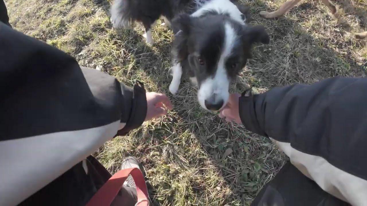 Hera Playing With Her Dog Friends