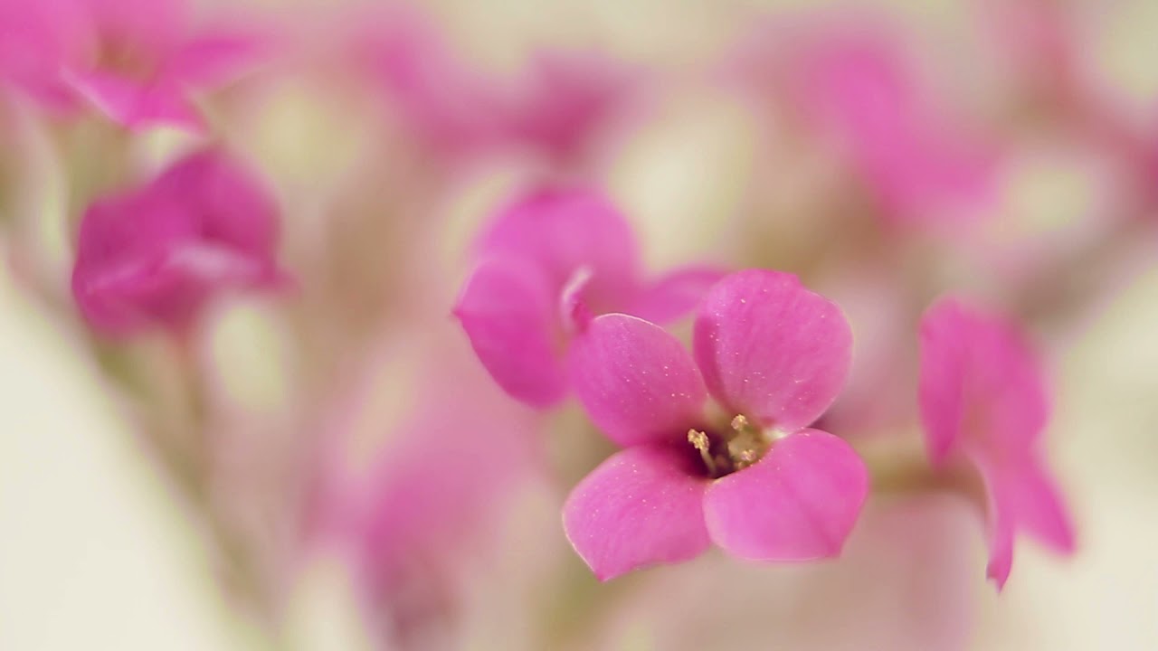 Purple Flower Macro (Free Footage, Royalty-Free, and Creative Commons).