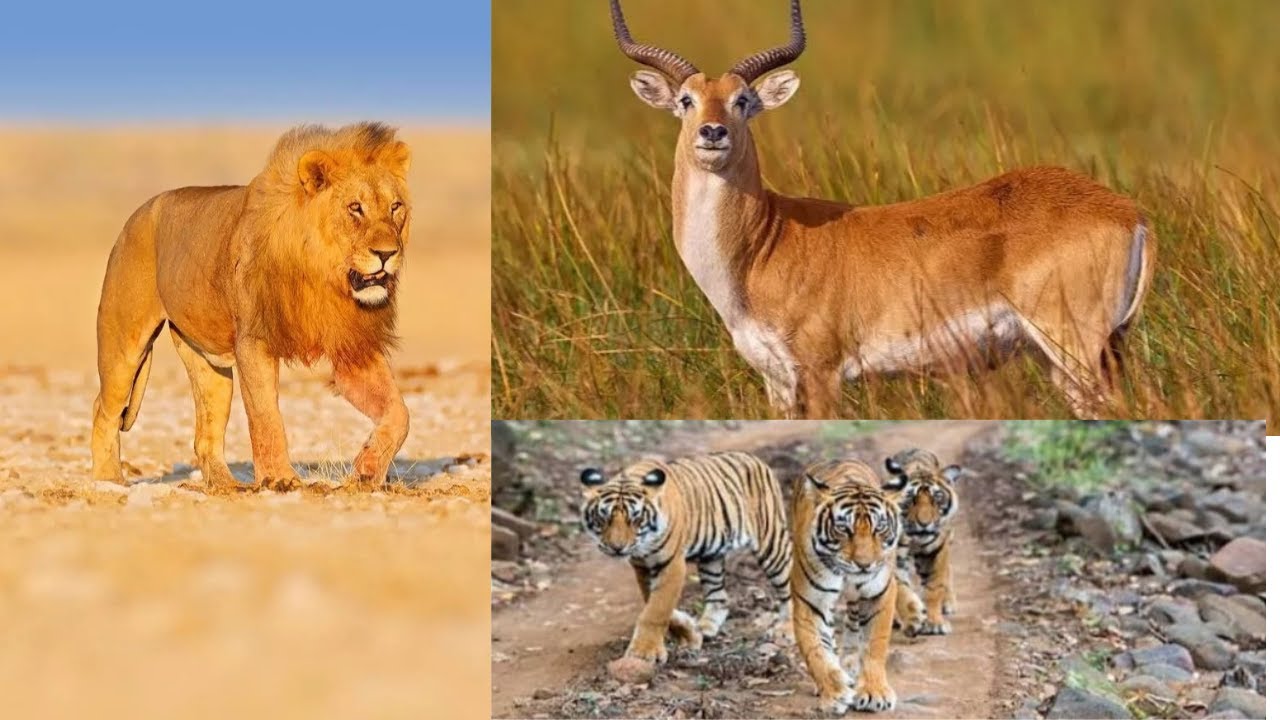MA PETITE EXPERIENCE AU PARC NATIONAL DE NAIROBI #safari #nairobinationalpark