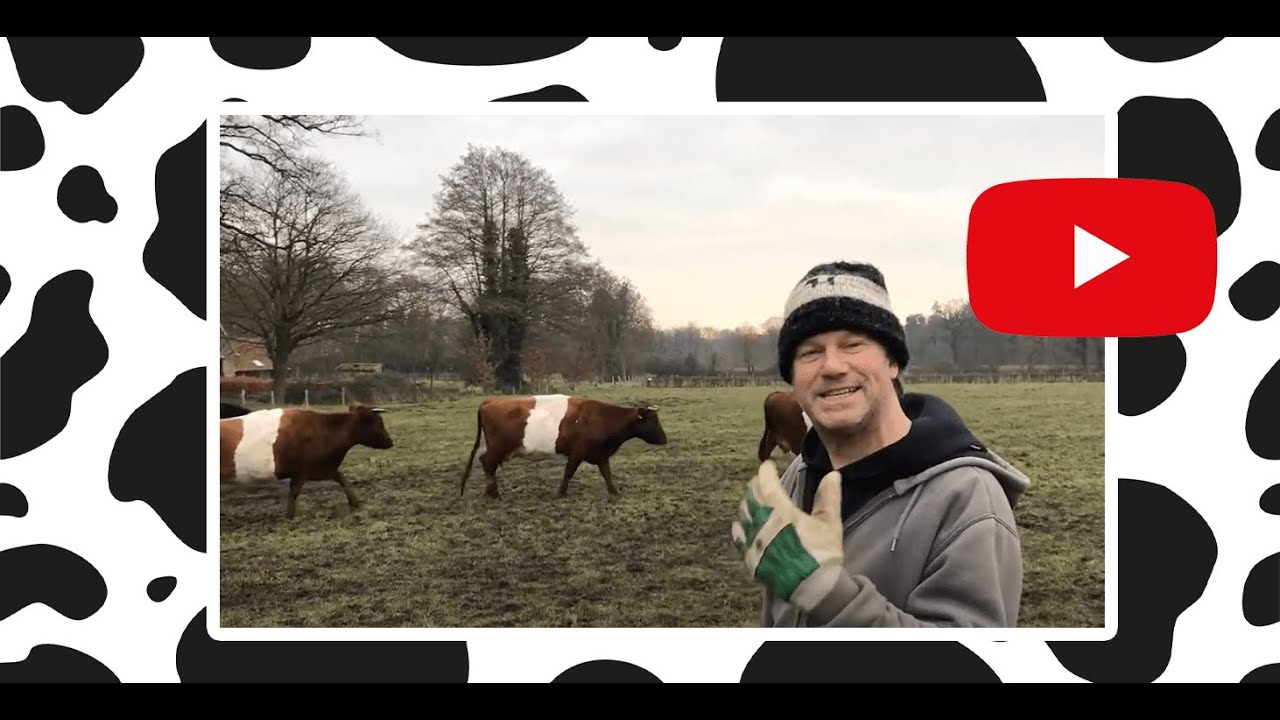 De baas van de koeienkudde | Koeien van Jelle 6/18