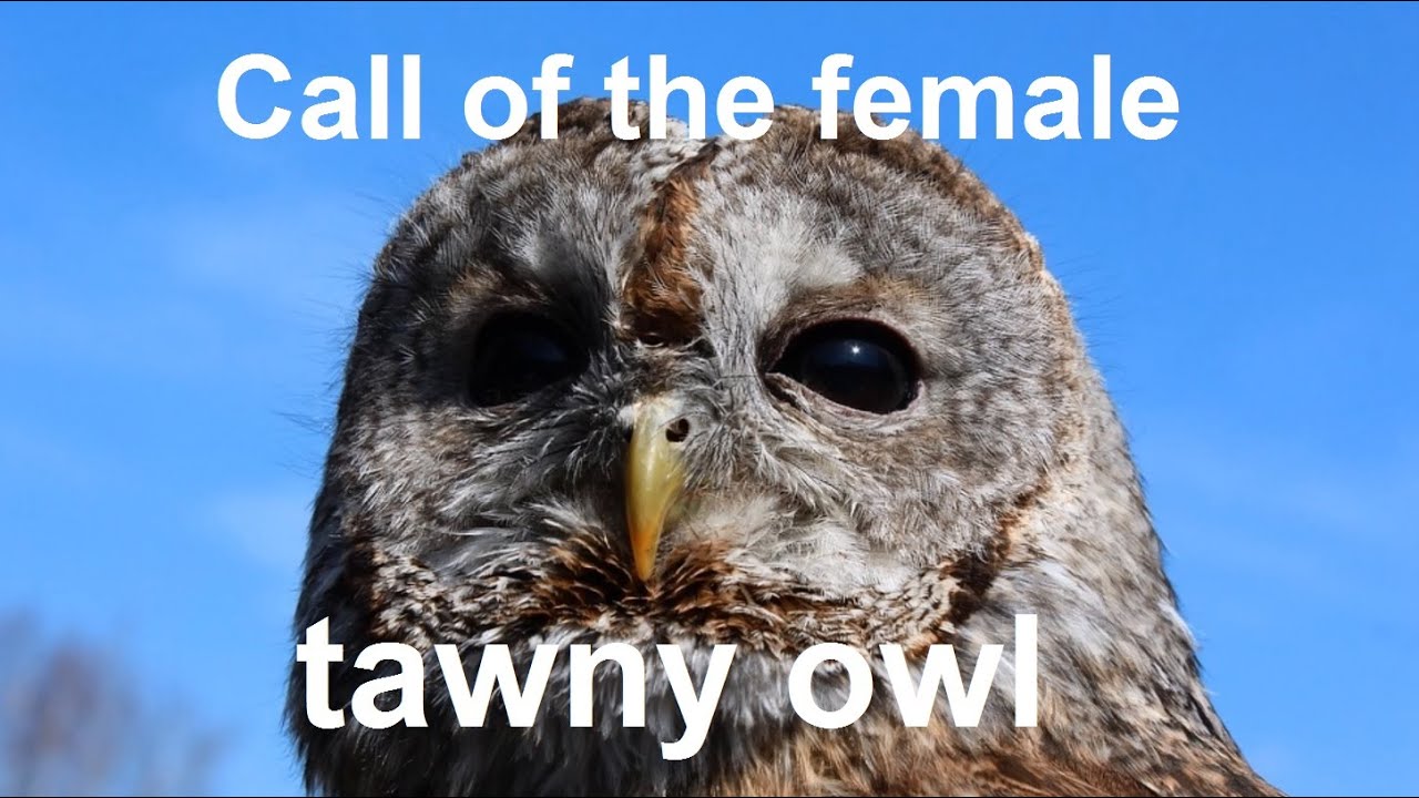 Call of female tawny owl (Strix aluco) - strange sounds at night