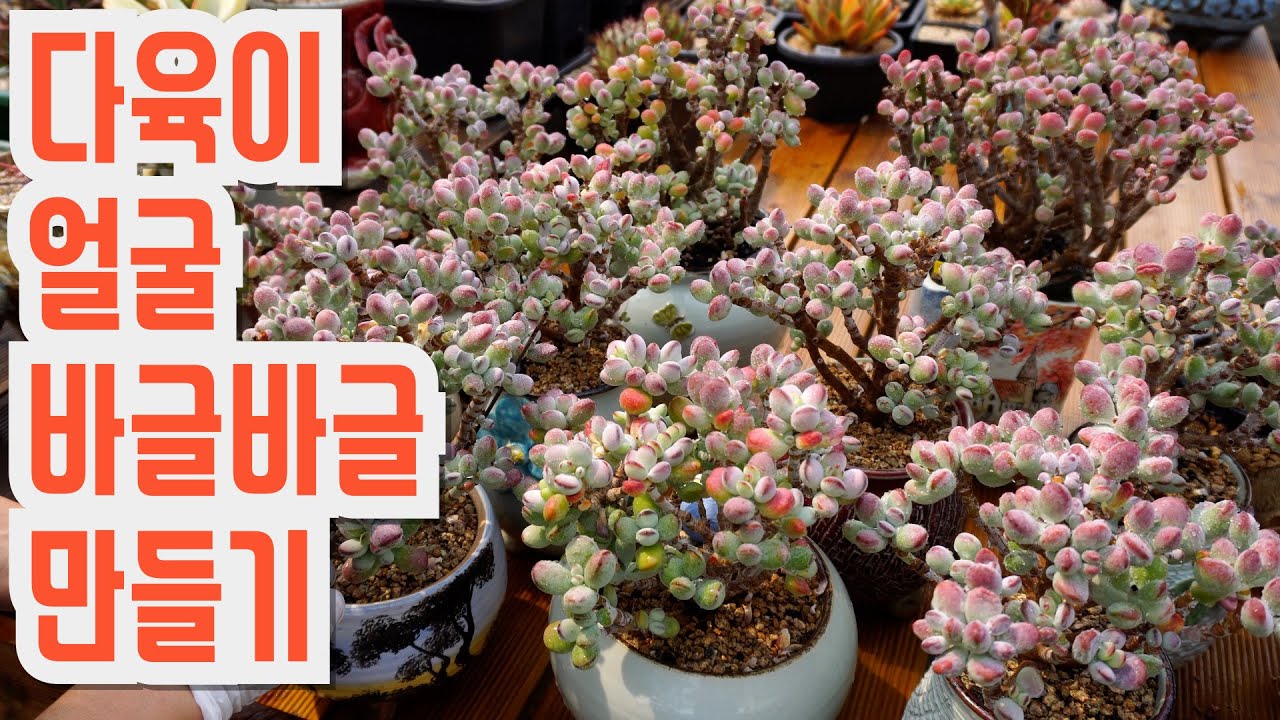 다육이 얼굴 바글바글 알사탕 만드는 방법!!(多肉植物)(たにくしょくぶつ)