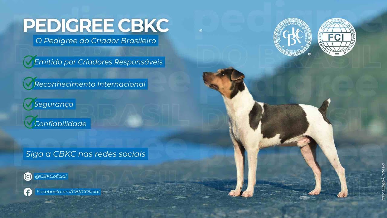 Por que emitir o Pedigree da CBKC?