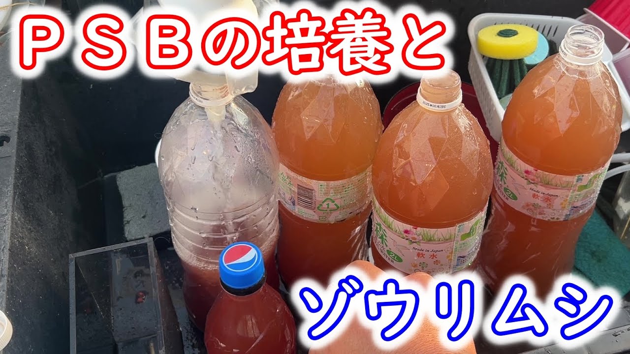 【めだか】ゾウリムシはなんか良い。ＰＳＢ培養。Ｂ型おやじ