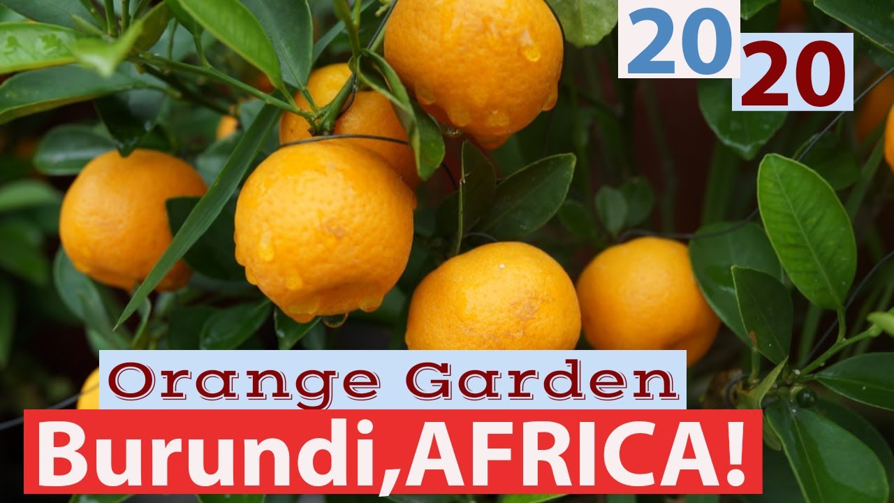 Amazing Orange Garden in Rumonge Burundi Africa | Pineapple,lemon  Kasawa,mosmbi & Orange farming
