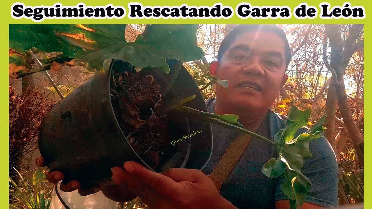 SEGUIMIENTO RESCATANDO GARRA DE LEÓN/Efrén Mendoza -Jardinería-
