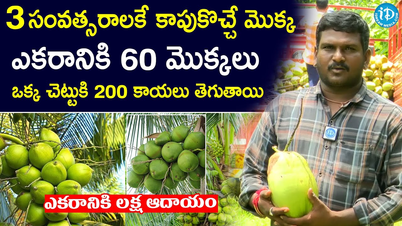 కొబ్బరి సాగులో ఎలాంటి లాభాలు ఉంటాయి..? | Coconut Farming in Andhra Pradesh | I Dream