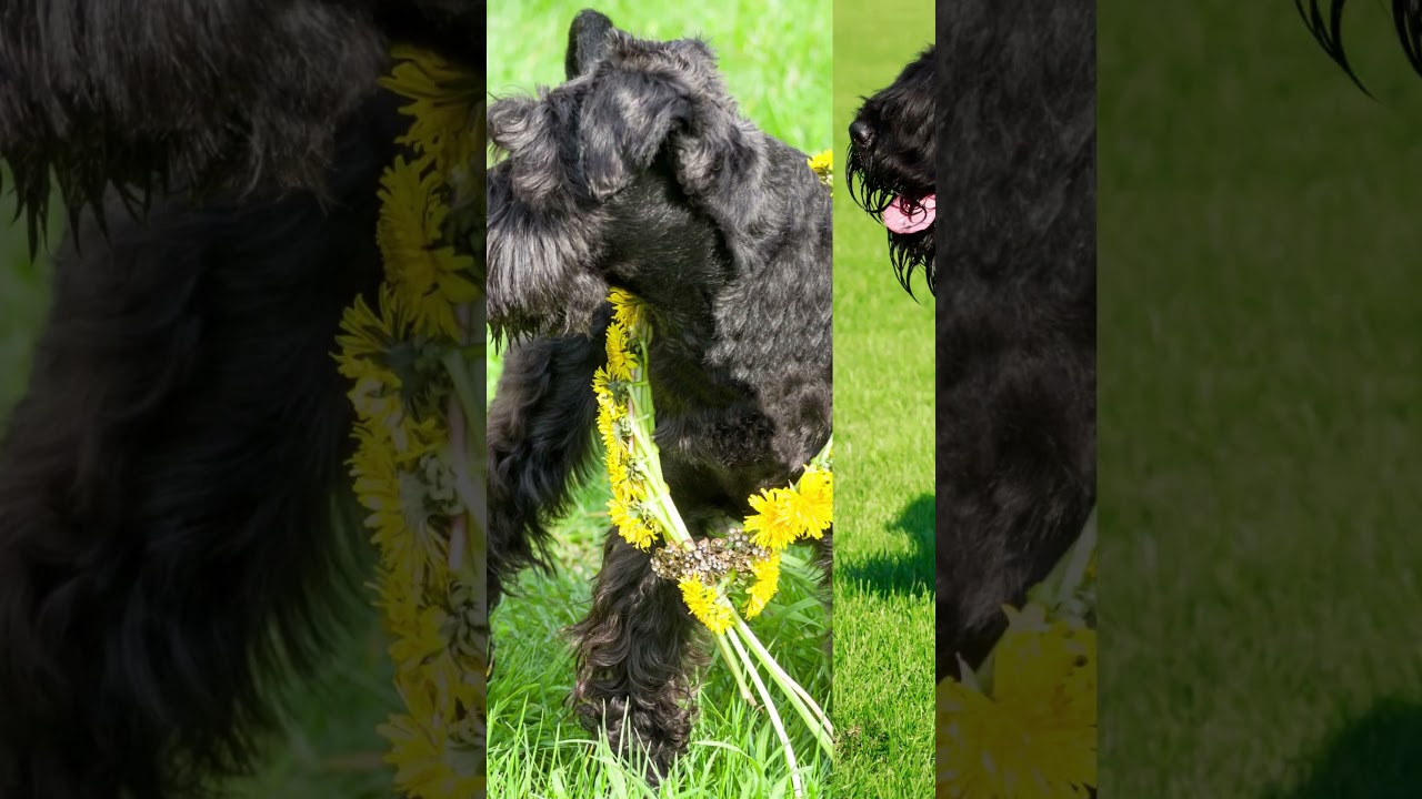 Kerry Blue Terrier: The Dazzling Beauty and Charismatic Personality Unveiled!