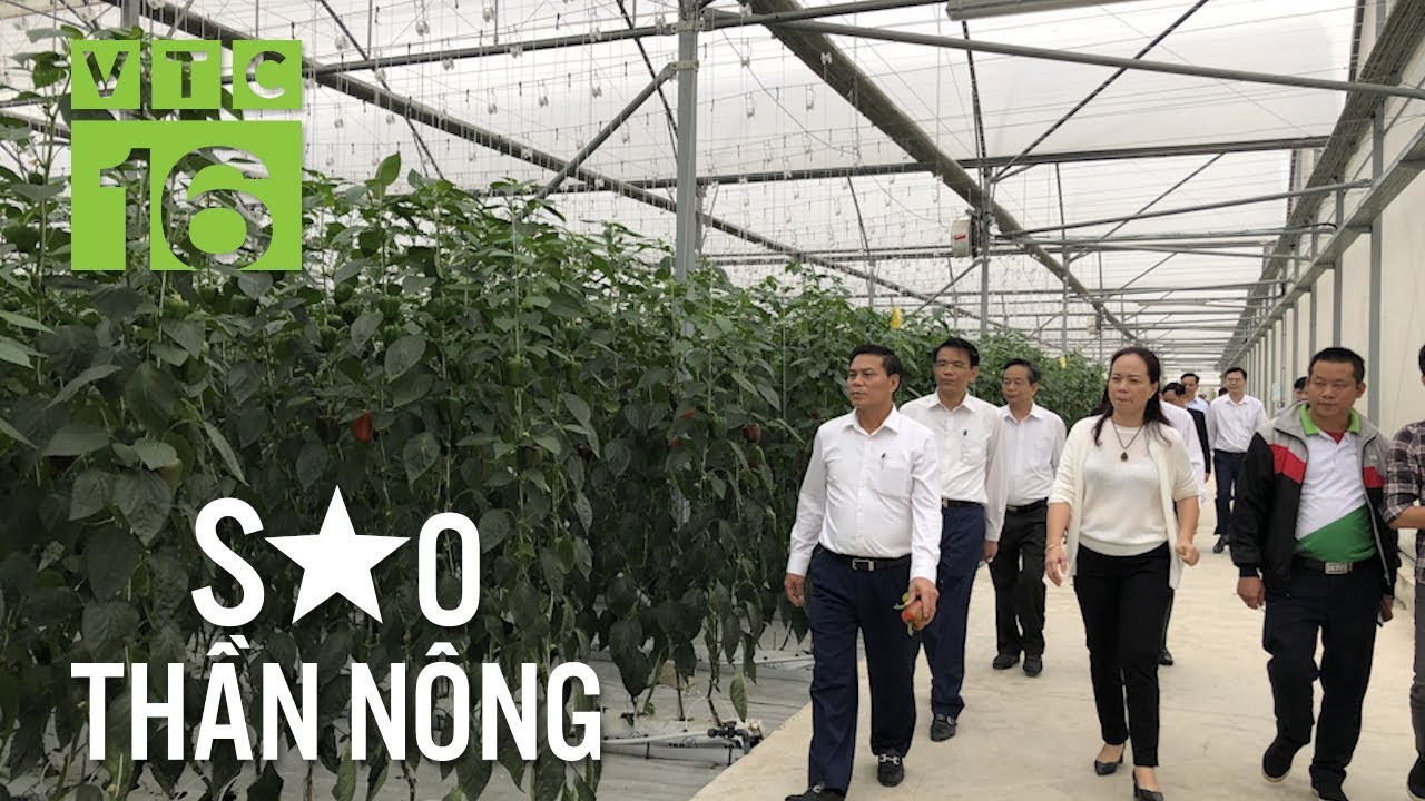 Trồng ớt công nghệ Israel, bỏ túi 500 triệu/tháng | VTC16