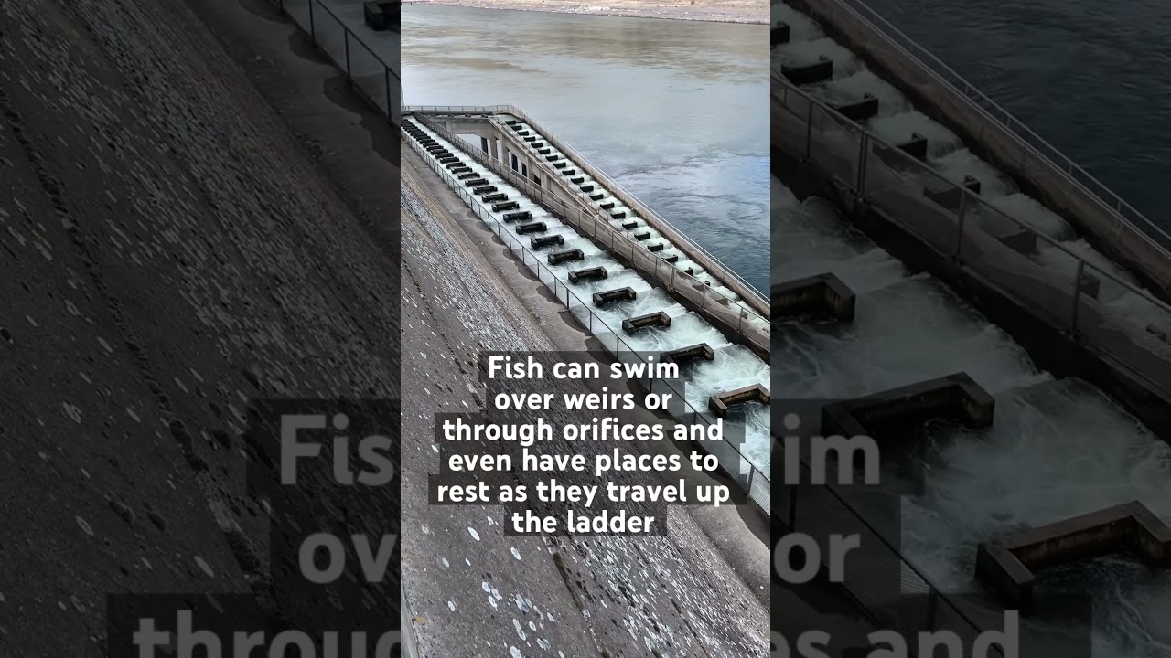 How fish ladders help salmon migration #fishpassage