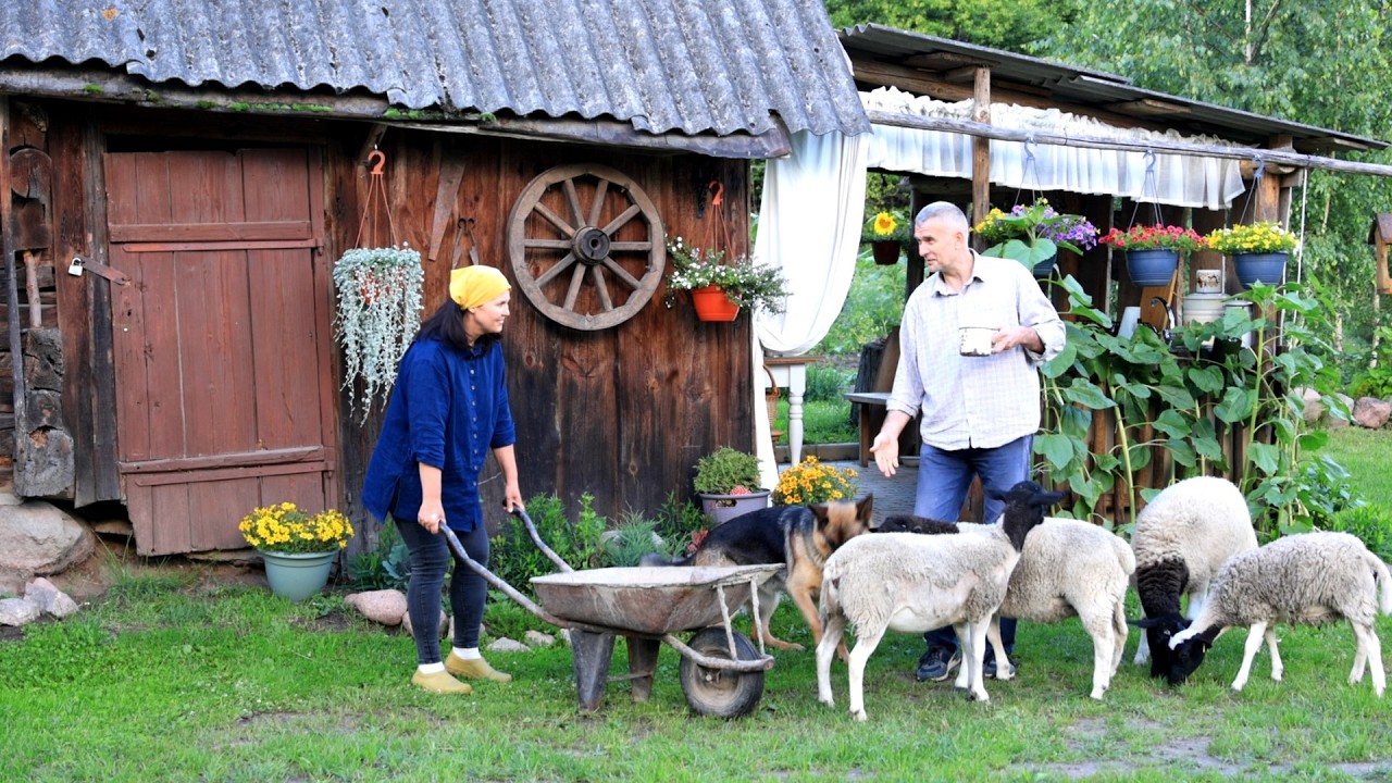 Country life can be Wonderful. Our summer fairy tale on a small farm🐑🐕&zwj;🦺🐈🐓