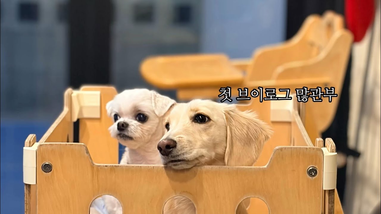  이런 숙소 처음 가봤어요 | 담양 애견독채 숙소 🏡🐾