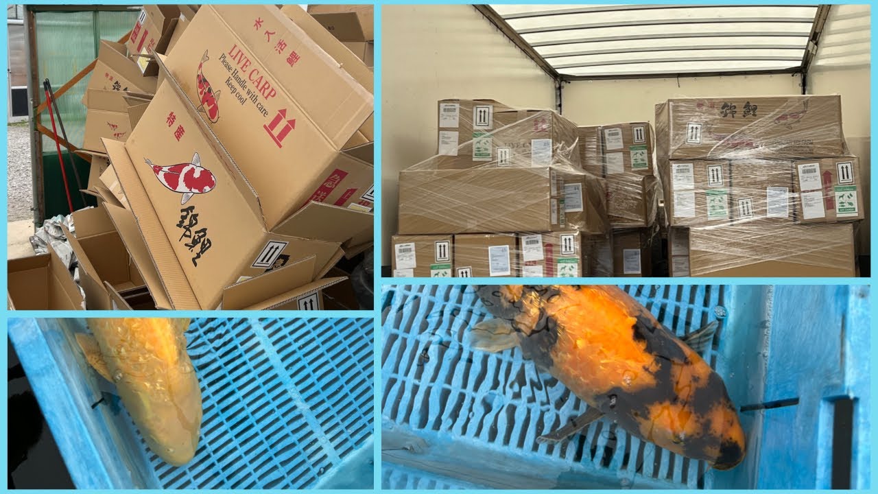 MAY 2022 SHIPMENT. - A LOOK AT THE NEW KOI!!
