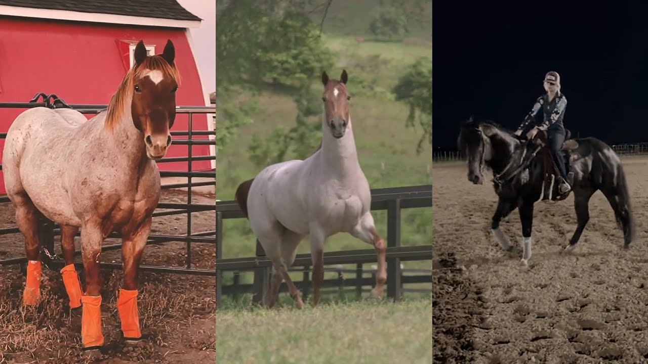 Incredible American Quarter horses and foals pt. 2