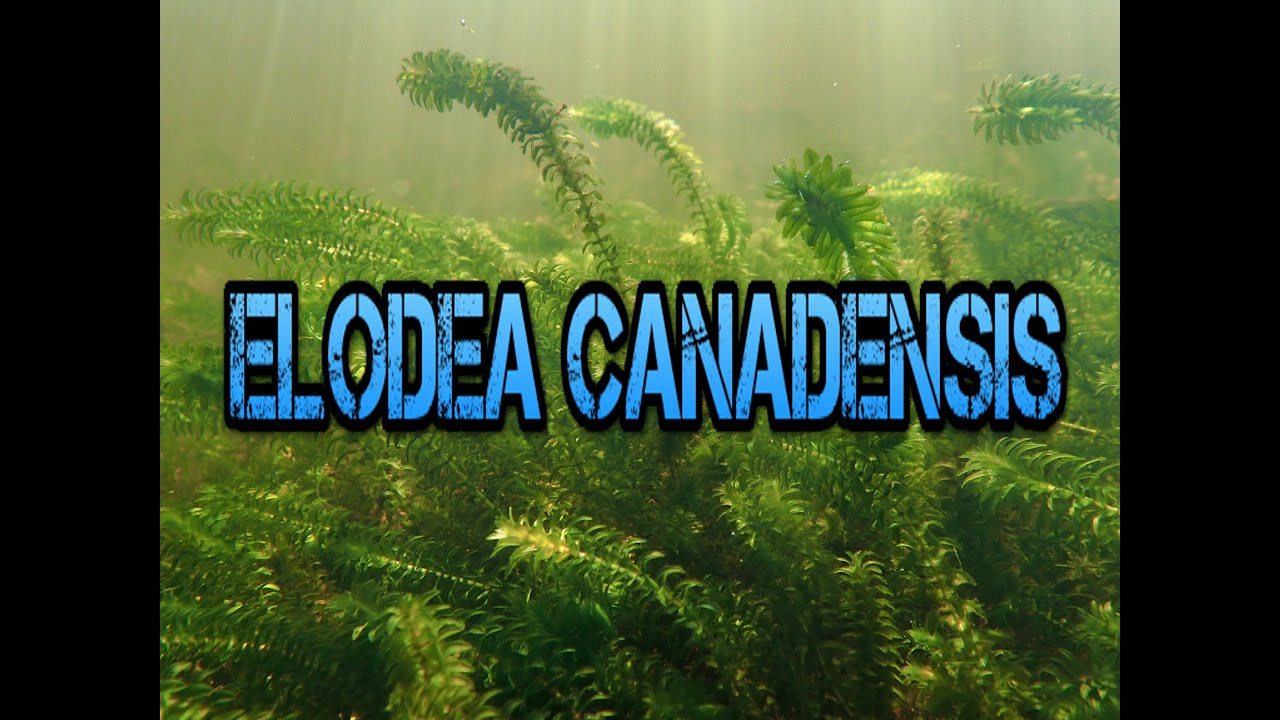 🌿Moczarka (Elodea Canadensis / Egeria densa)🌿