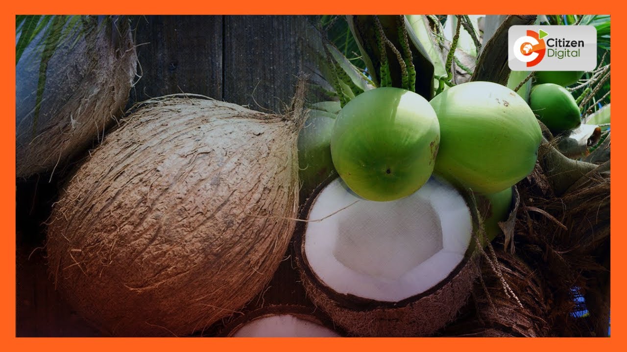 Farmers urged to take up hybrid coconut