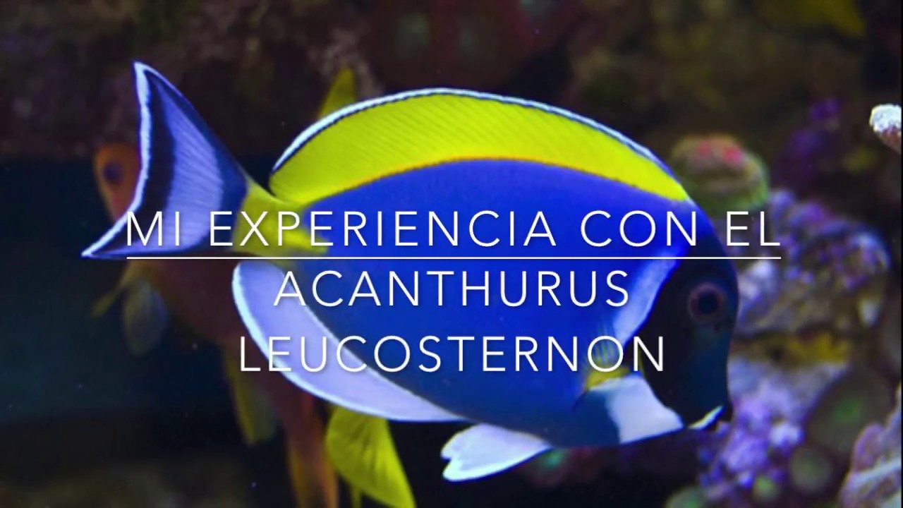 Acanthurus Leucosternon en mi acuario marino