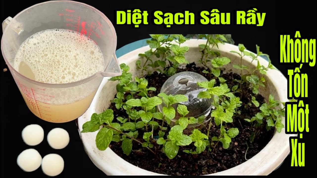 Diệt Sạch Sâu Rầy Côn Trùng Trong Một Phút /Không Tốn Một Xu