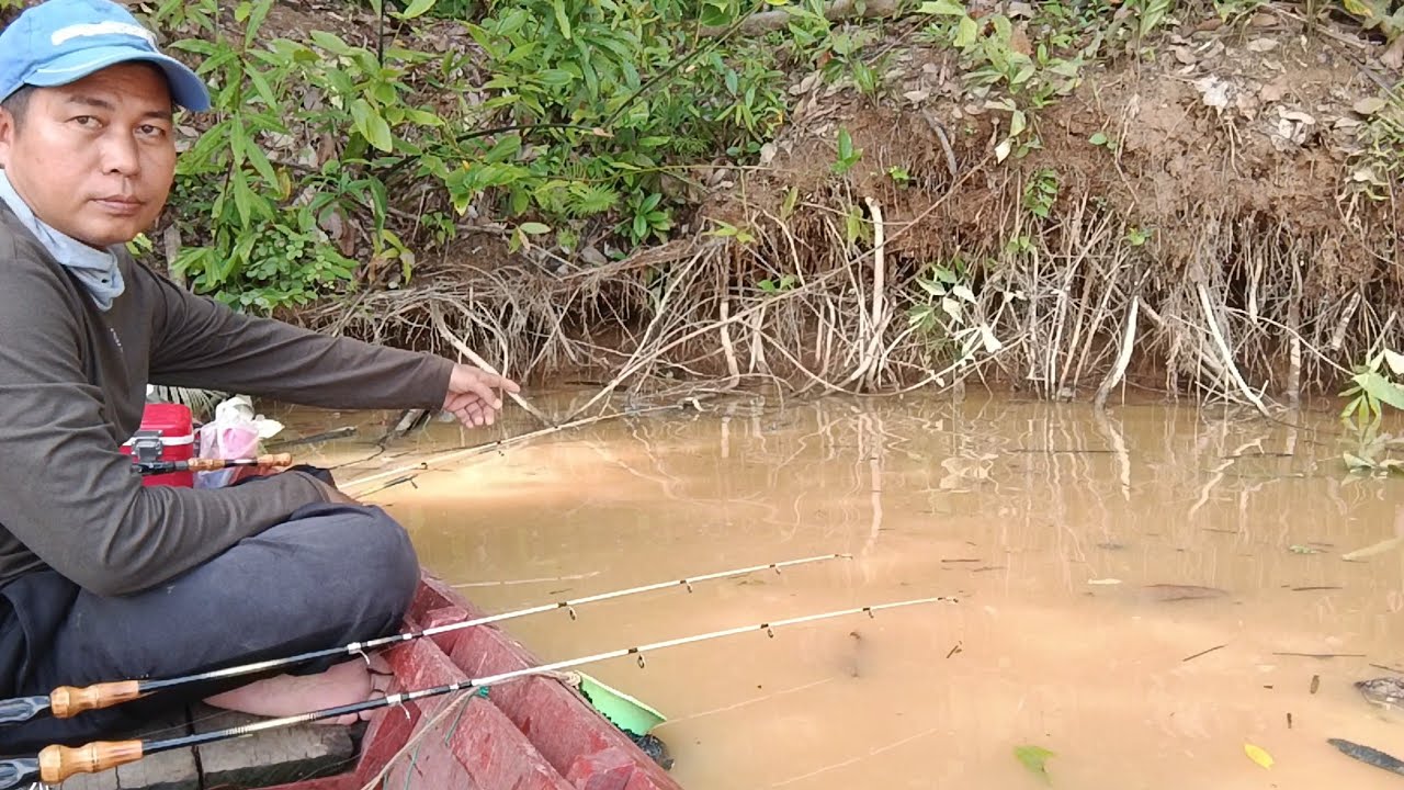 Akar Pohon Berjuntai Pinggir Sungai Menjadi Sarang Udang Galah Besar || Mancing udang galah monster 