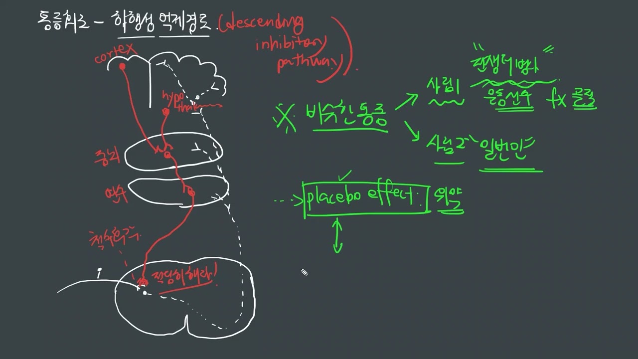 PAIN-17 통증의 하행성 억제경로 (Descending pain inhibitory pathway)
