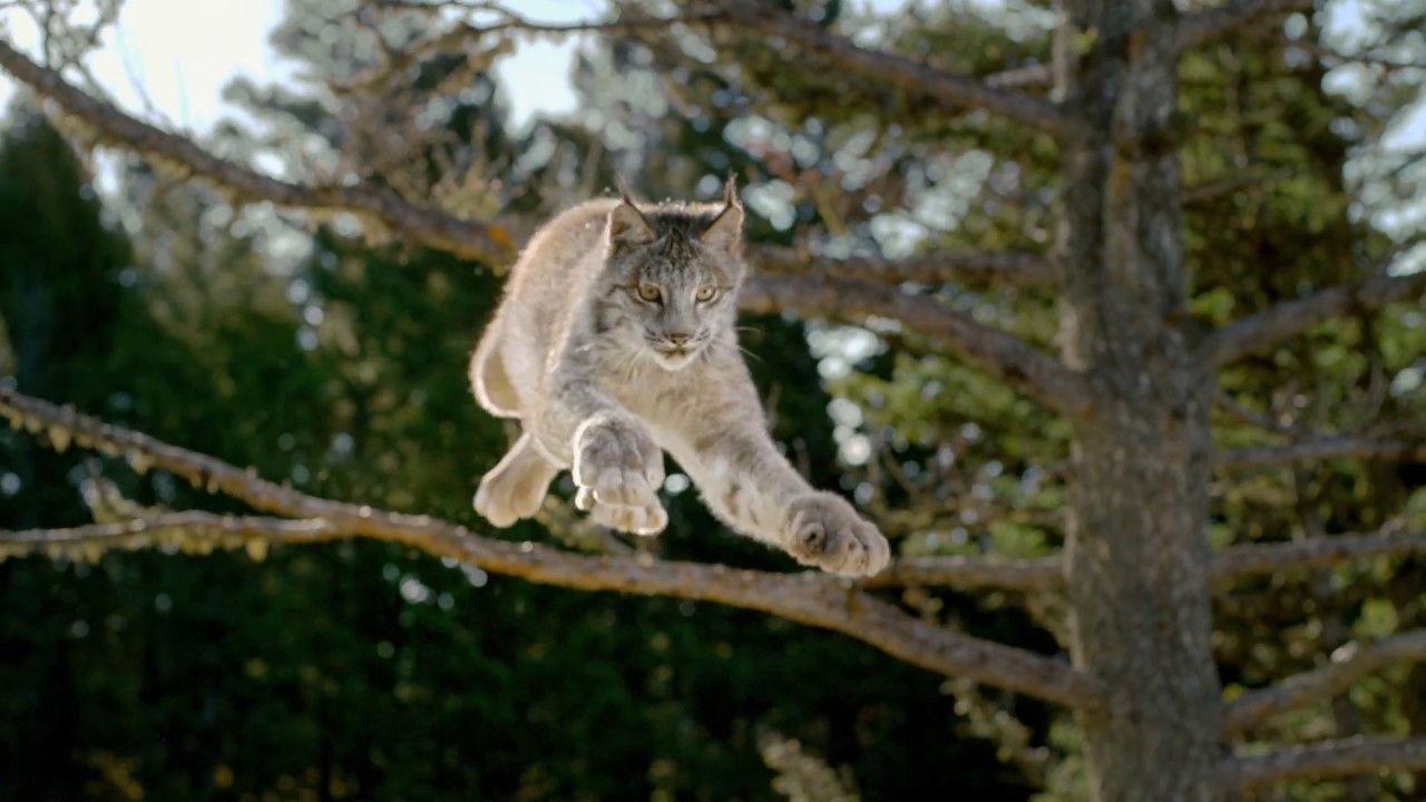Blue Buffalo Wilderness Cat Food | Lynx Hunger