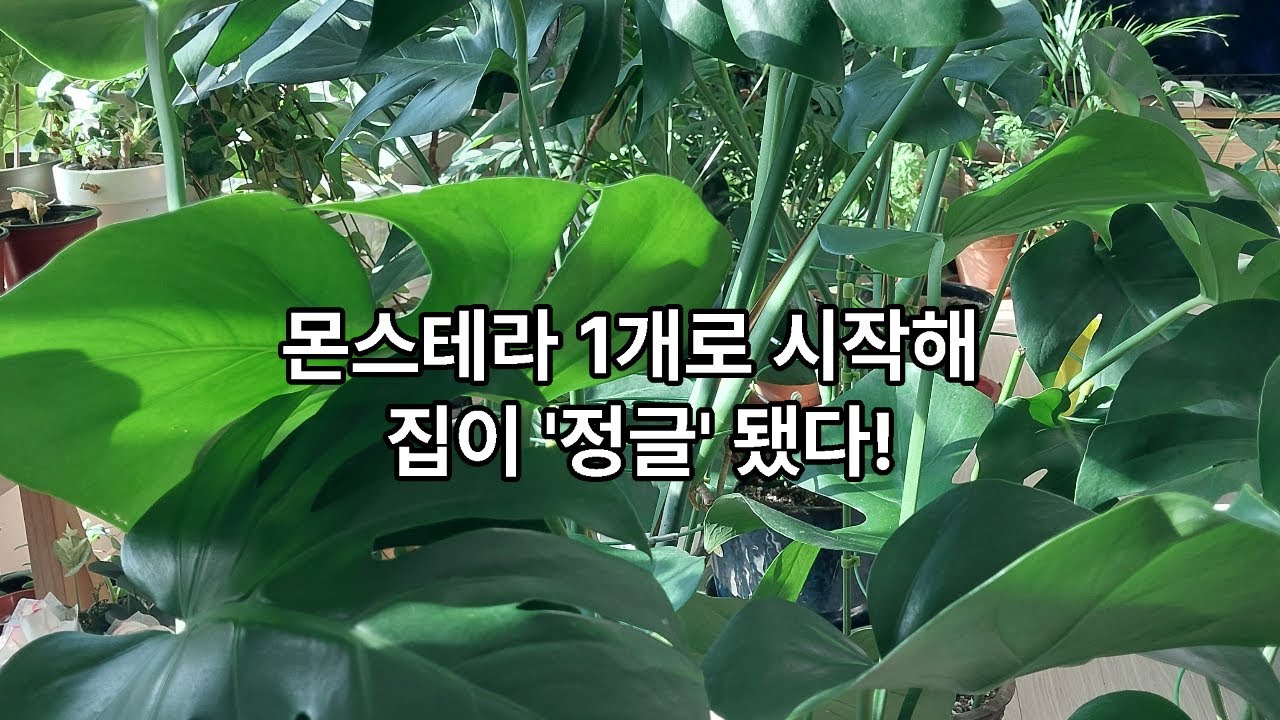 몬스테라 분갈이하기 무한증식