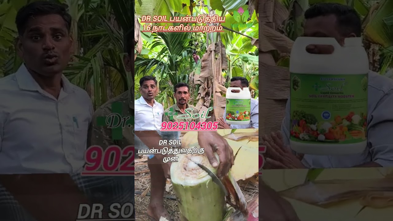 வாழையில் பாக்டீரியா நோயிலிருந்து விடுதலை!#banana #agriculture #bananadisease#drsoil #9025104305 