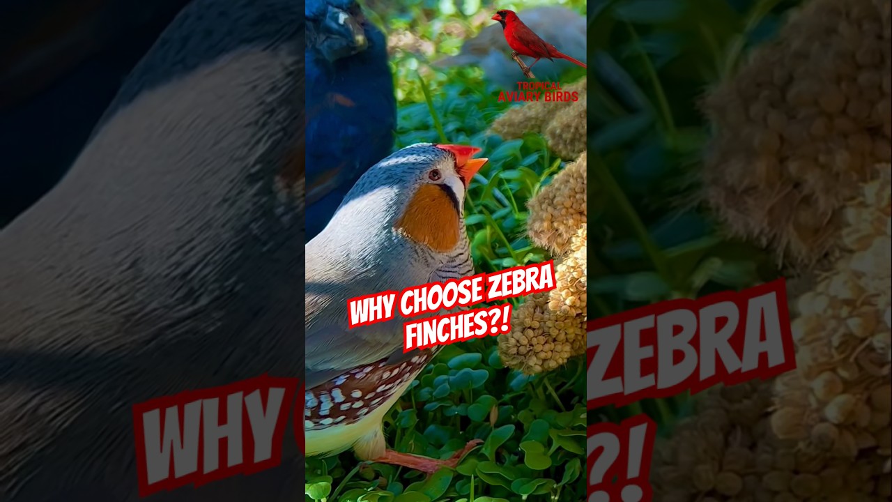 Why Choose Zebra Finches as Your Feathered Companion? Aviary Birds #birds #bird #pet #aviary #nature
