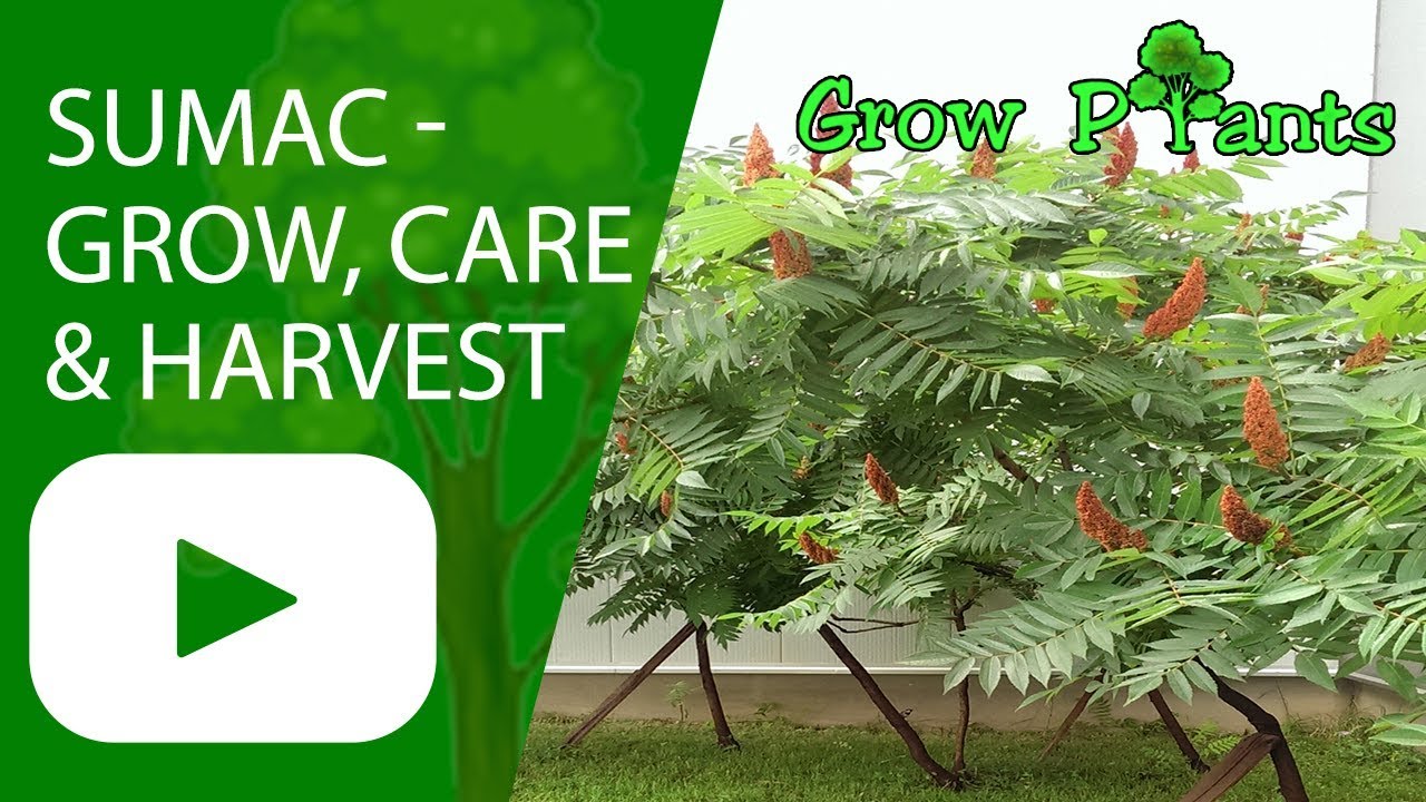 Sumac - grow, care & harvest fruits
