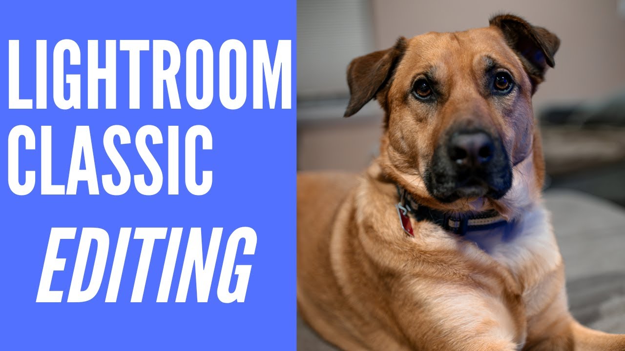 Adobe Lightroom Classic Photo Editing - Dog Photography