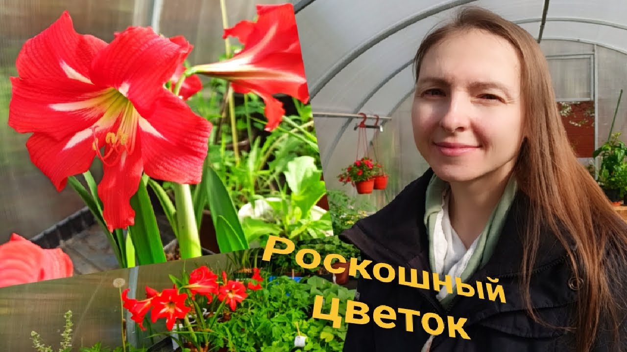 АМАРИЛЛИС: УХОД, ПОСАДКА, ЦВЕТЕНИЕ