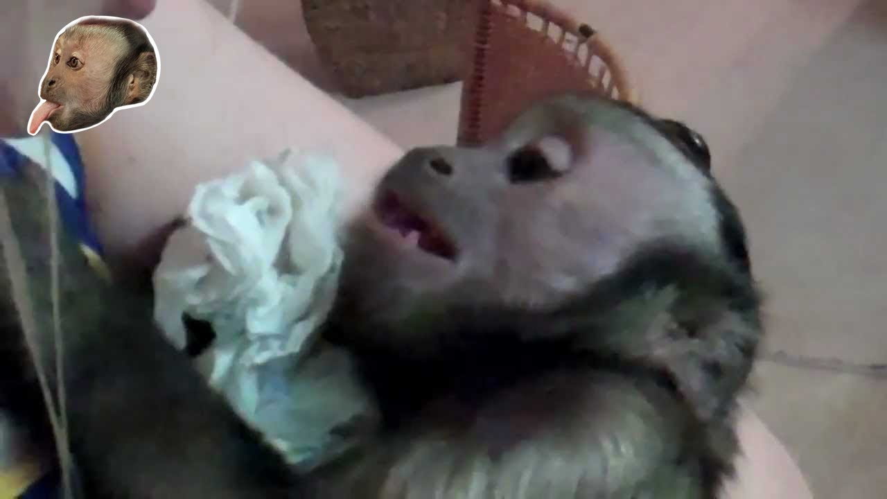 Monkey Cuteness!