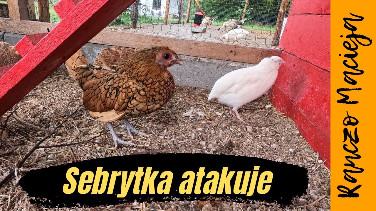Atak Sebrytki #137