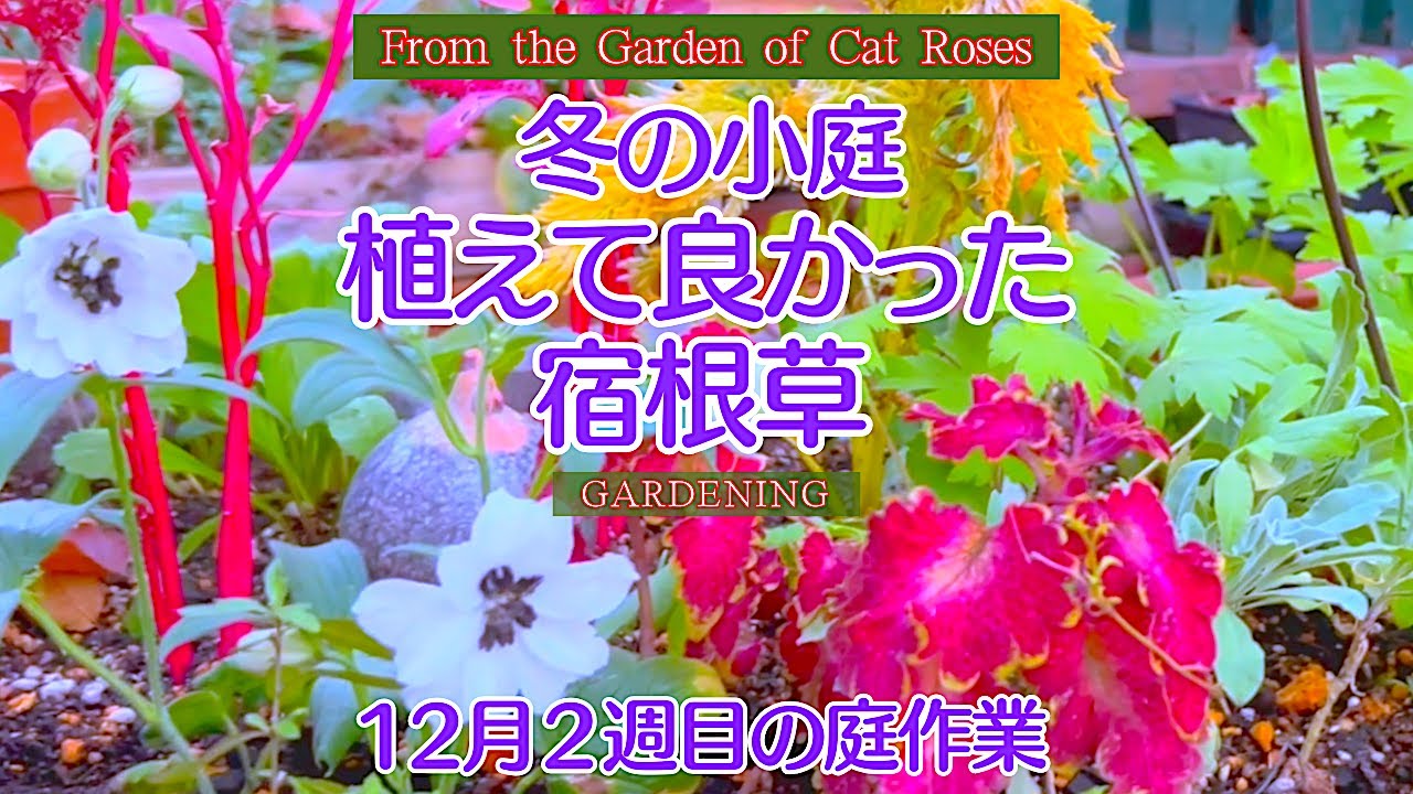 【ガーデニング】　冬の花壇を楽しむ工夫・冬越し株の管理・宿根草の植付けと株分・１２月２週目の庭作業