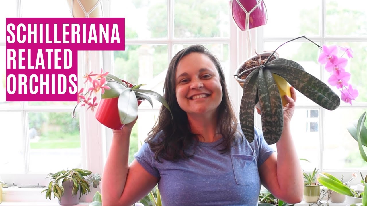 Phalaenopsis schilleriana: The mother of fragrant orchid hybrids!