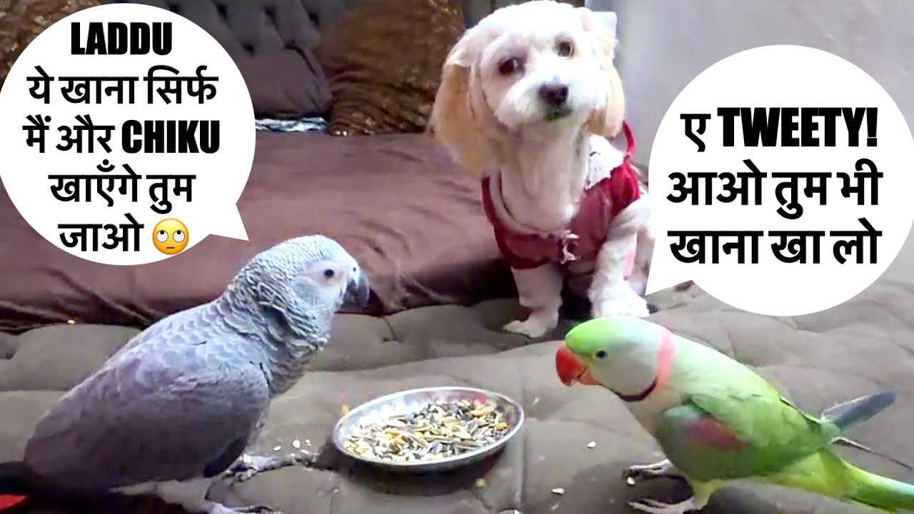 लड्डू,मैंगो,ट्वीटी आओ खाना 🍛 खा लो मेरे साथ 🦜😇बोलने वाला तोता 🦜 Talking Parrot 🦜 