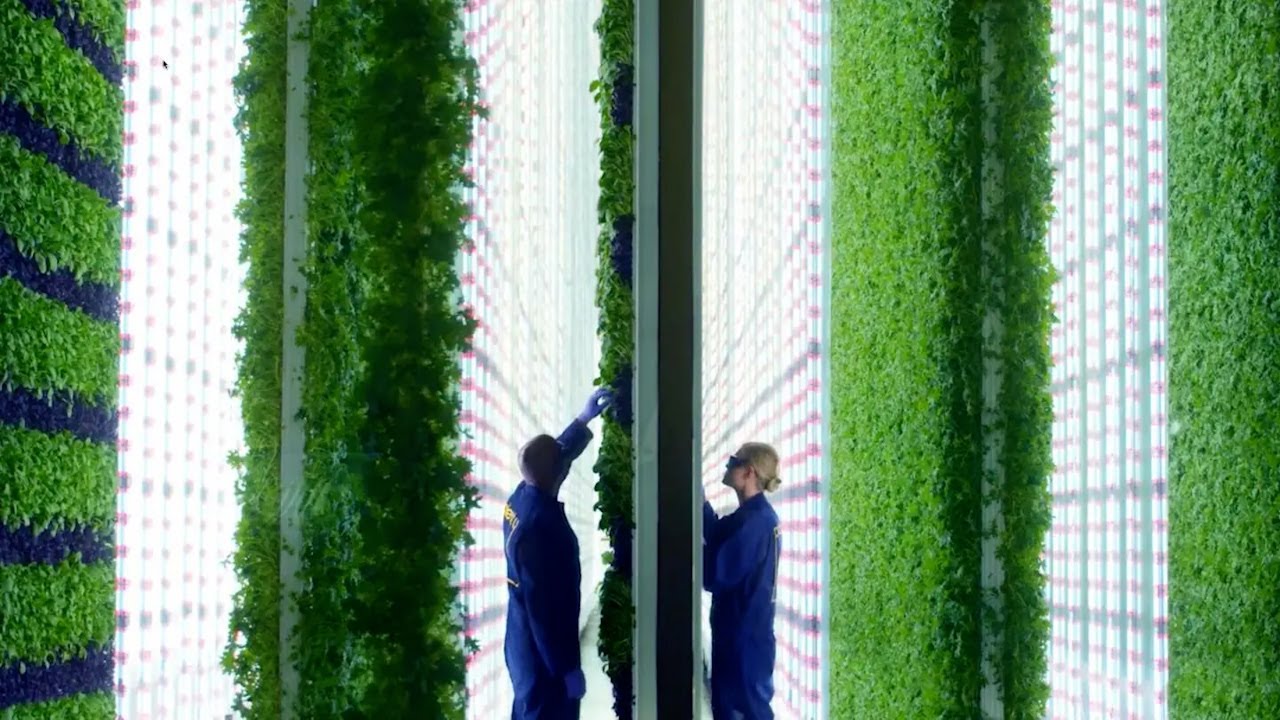 China's Leading Indoor Vertical Farm: Transforming Global Agriculture