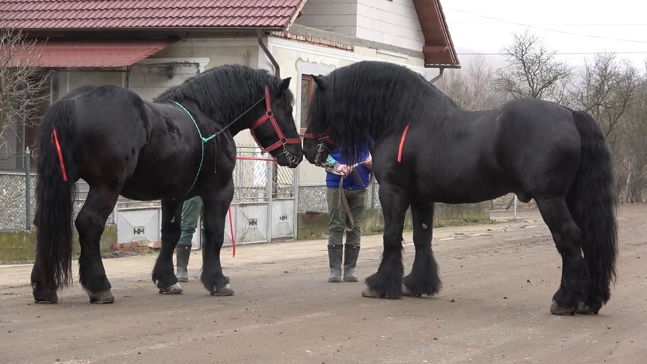 Armasarii lui Ghita si Nelutu de la Cergau Mare, Alba - 2021 Nou!!!