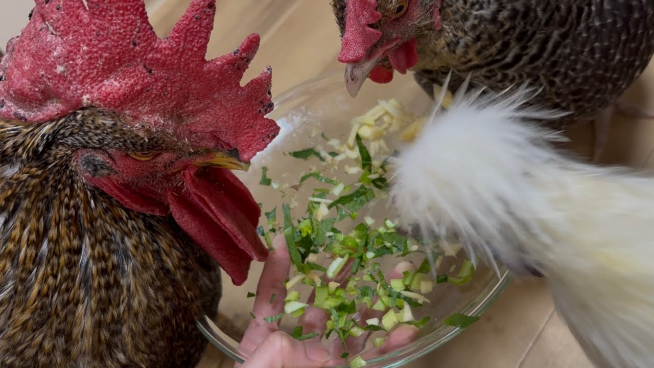 それぞれの好み。雄鶏くん→葉(ヘルシー)、雌鶏さま→くるみ(高カロリー)、烏骨鶏くん→りんご？(ほんとはお肉が良い)2026/02/08