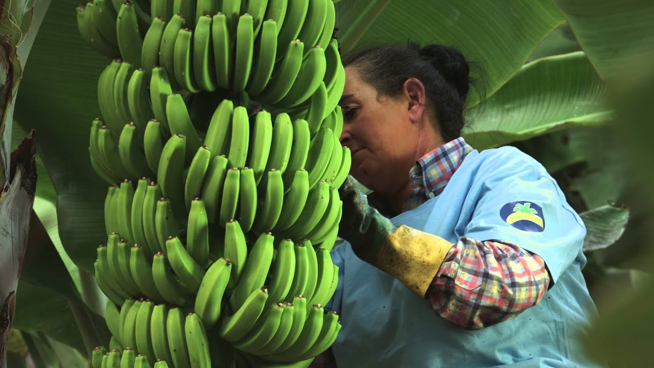 El cultivo de Plátano de Canarias 180'