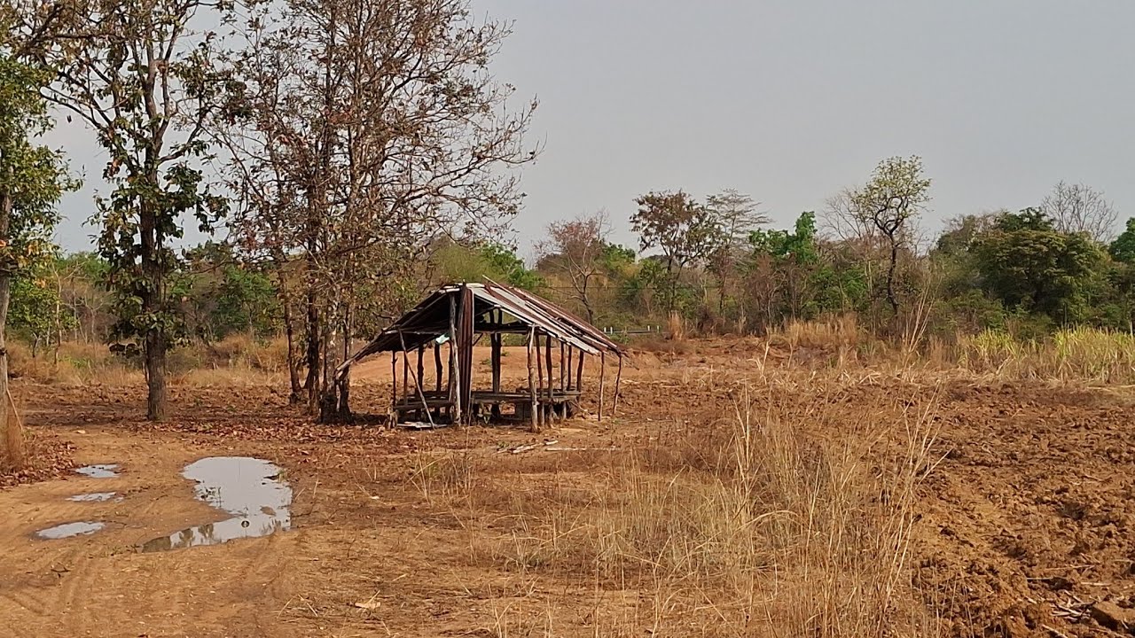 สำรวจโคก ป่าดอกกระเจียว ทางไปไร่ไปนา ชนบทอีสานใต้ อุบลราชธานี