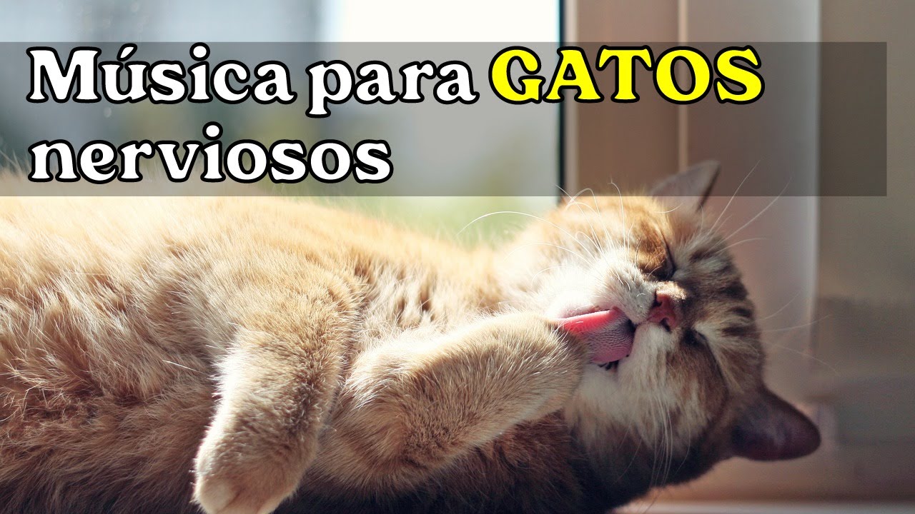 Musica para GATOS NERVIOSOS / DIseñada especialmente para que tu Michi se sienta de nuevo tranquilo