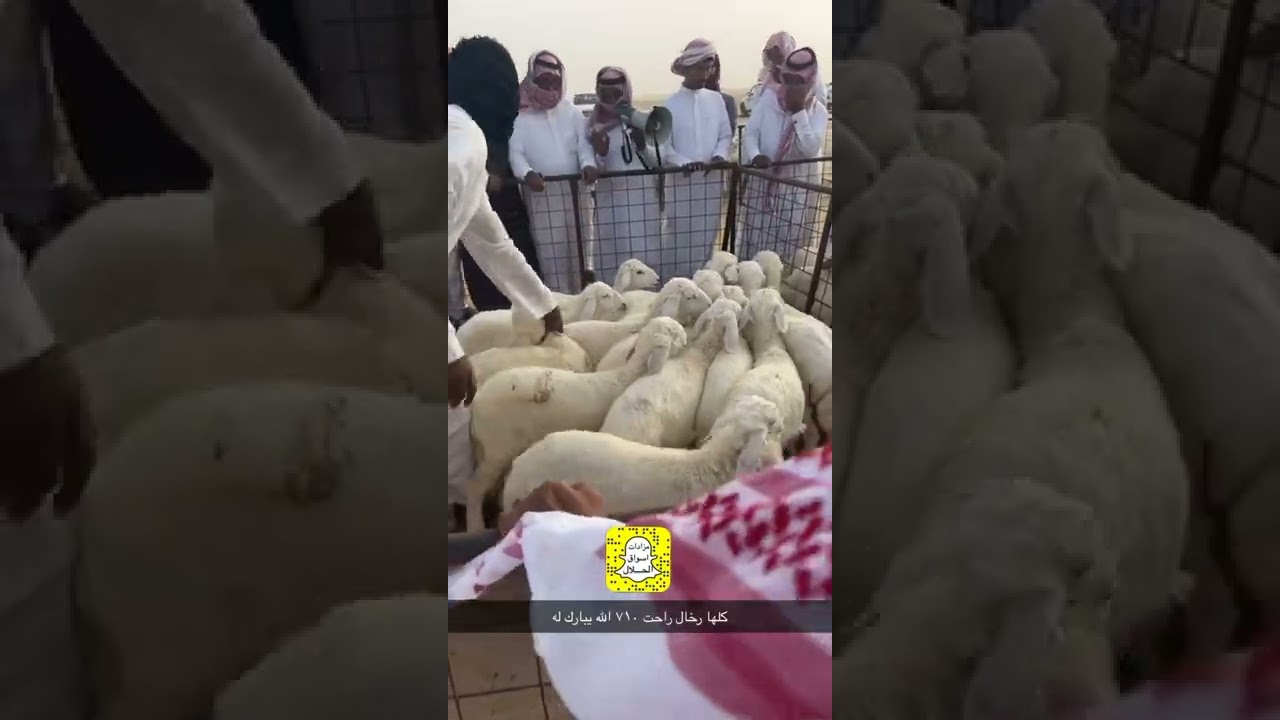 تغطية سوق ابوشداد عصر الثلاثاء ٢٣/ ١٠/ ١٤٤٣ بمنطقة الشعيبة