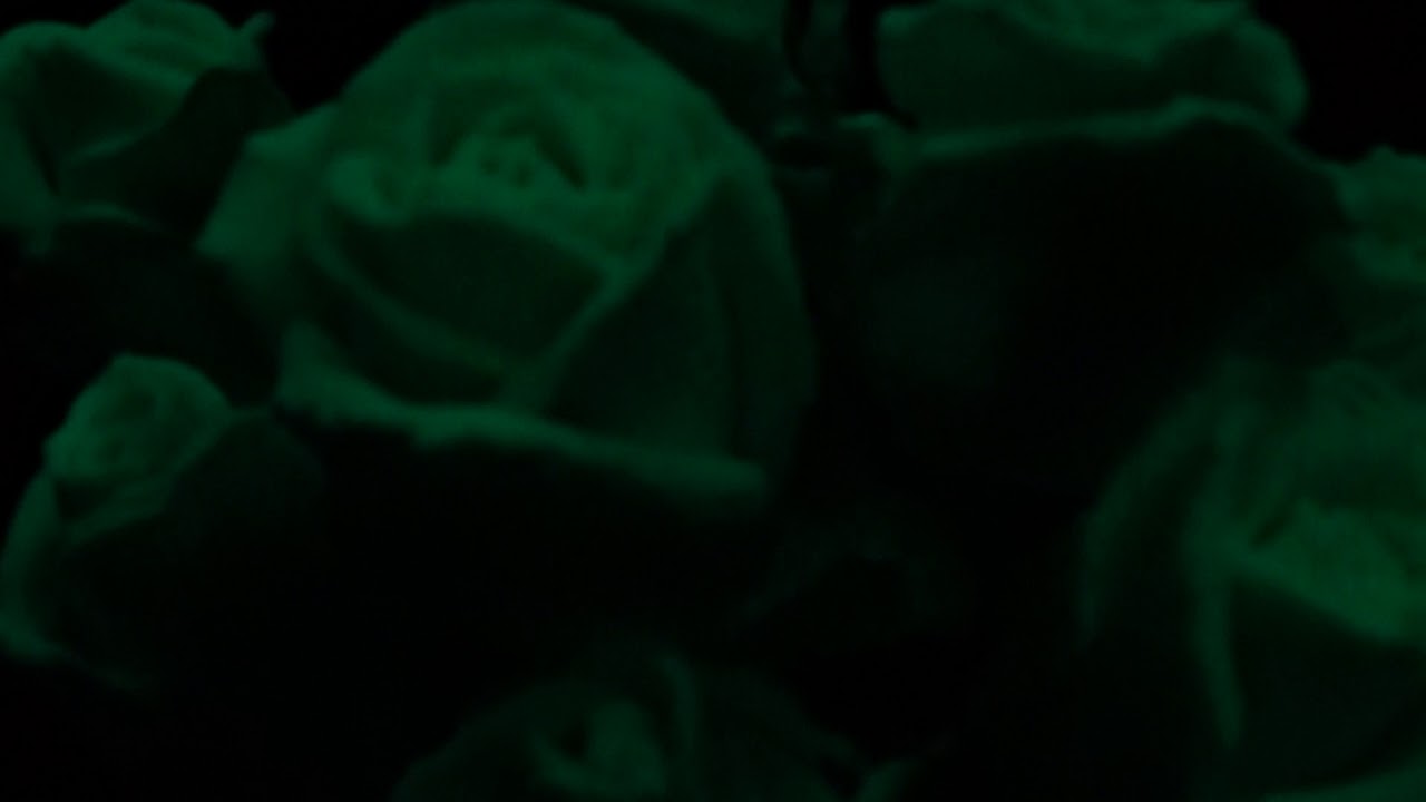Glow in the Dark Halloween Roses