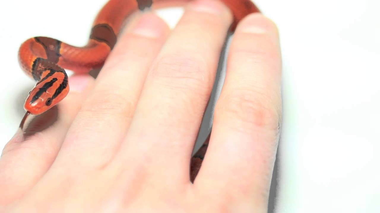 Oreocryptophis porphyracea pulchra