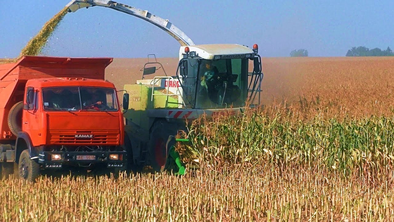 Уборка кукурузы на силос. 2022 / CLAAS  Jaguar  850