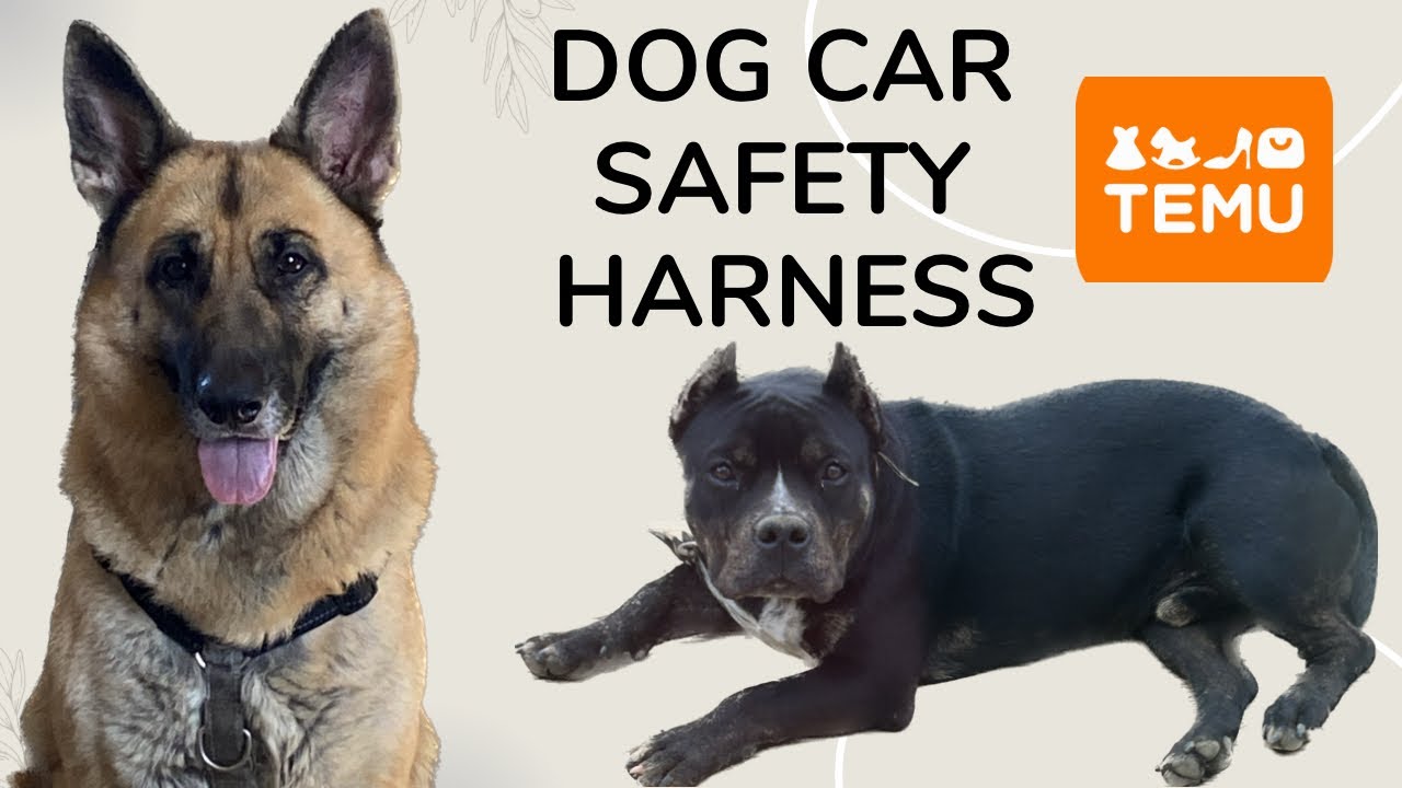 Dog Car Safety Harness Review