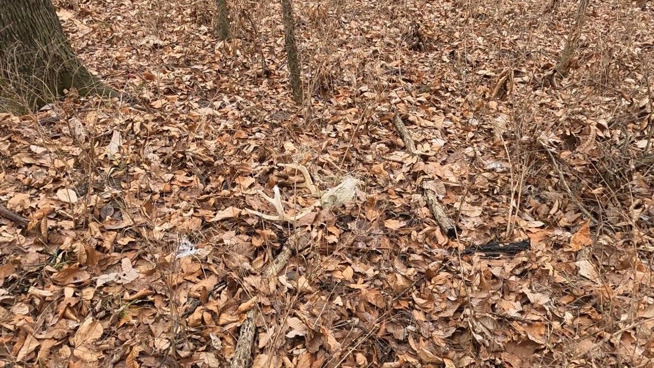 Gorman Outdoors southern illinois deer antler shed hunting Gorman Outdoors
