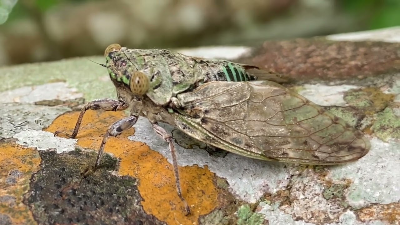 ヤエヤマニイニイ セミの鳴き声沖縄石垣島 Platypleura yayeyamana 沖縄の蝉図鑑